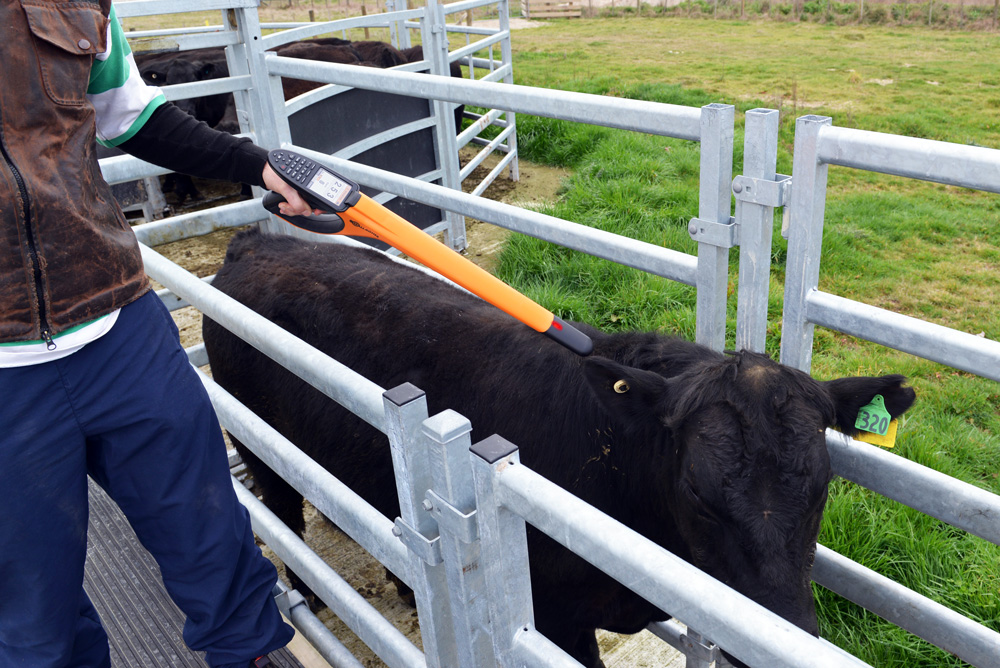 Gallagher HR5 reads angus EID tag