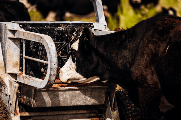 feedlots case study