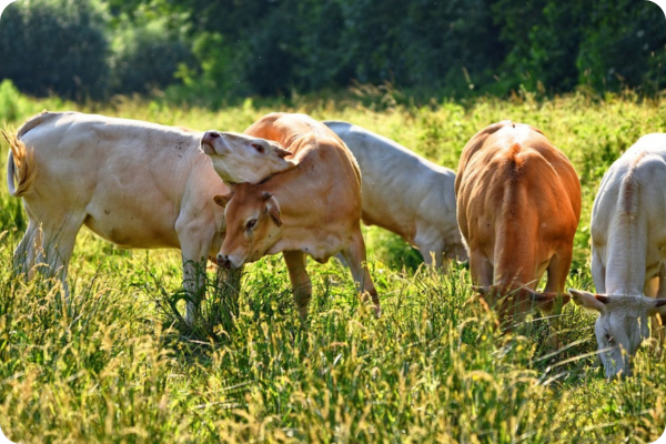 Herd of cows