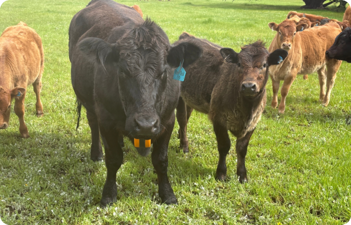 Gros plan sur des vaches dans un champ