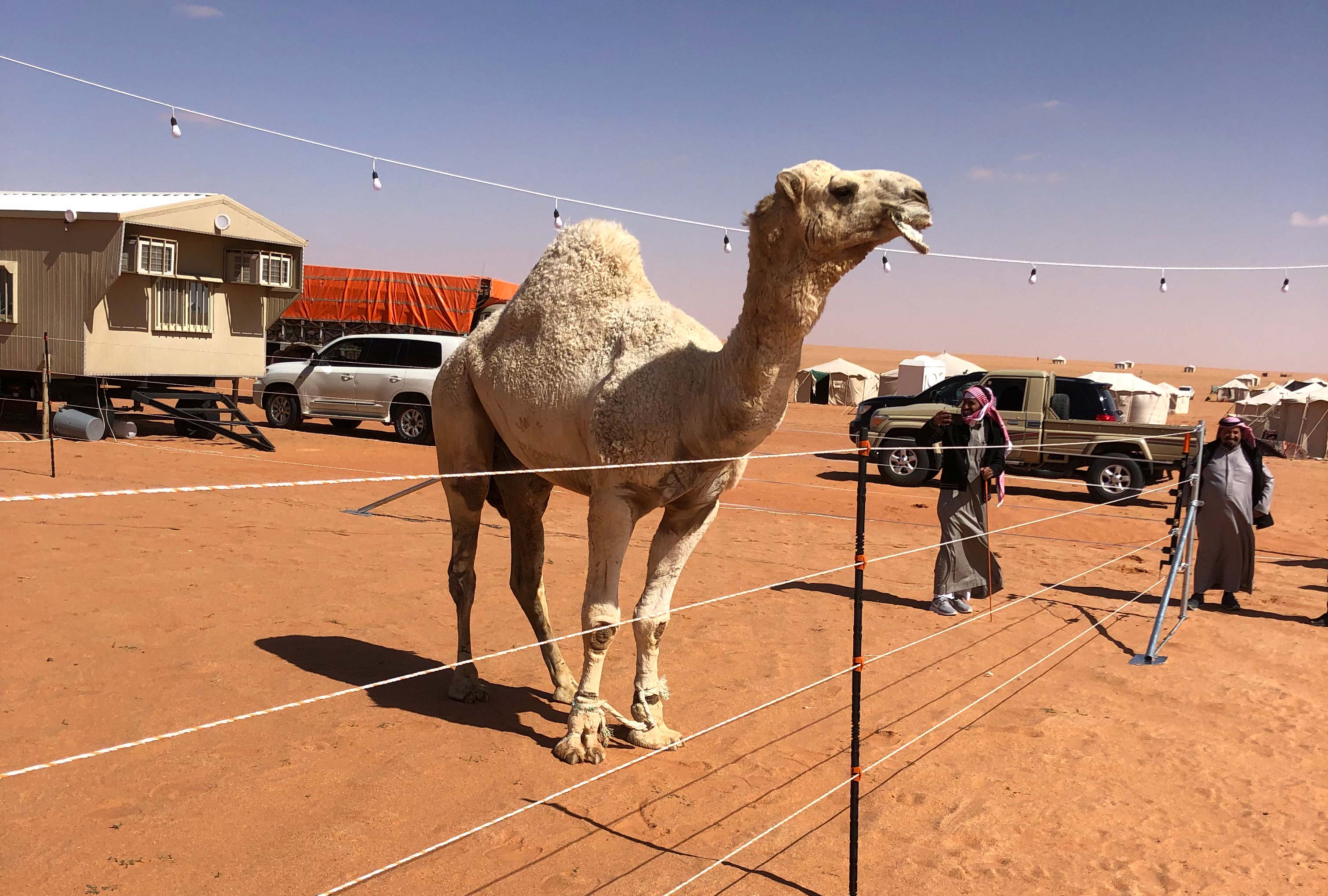 Camel
