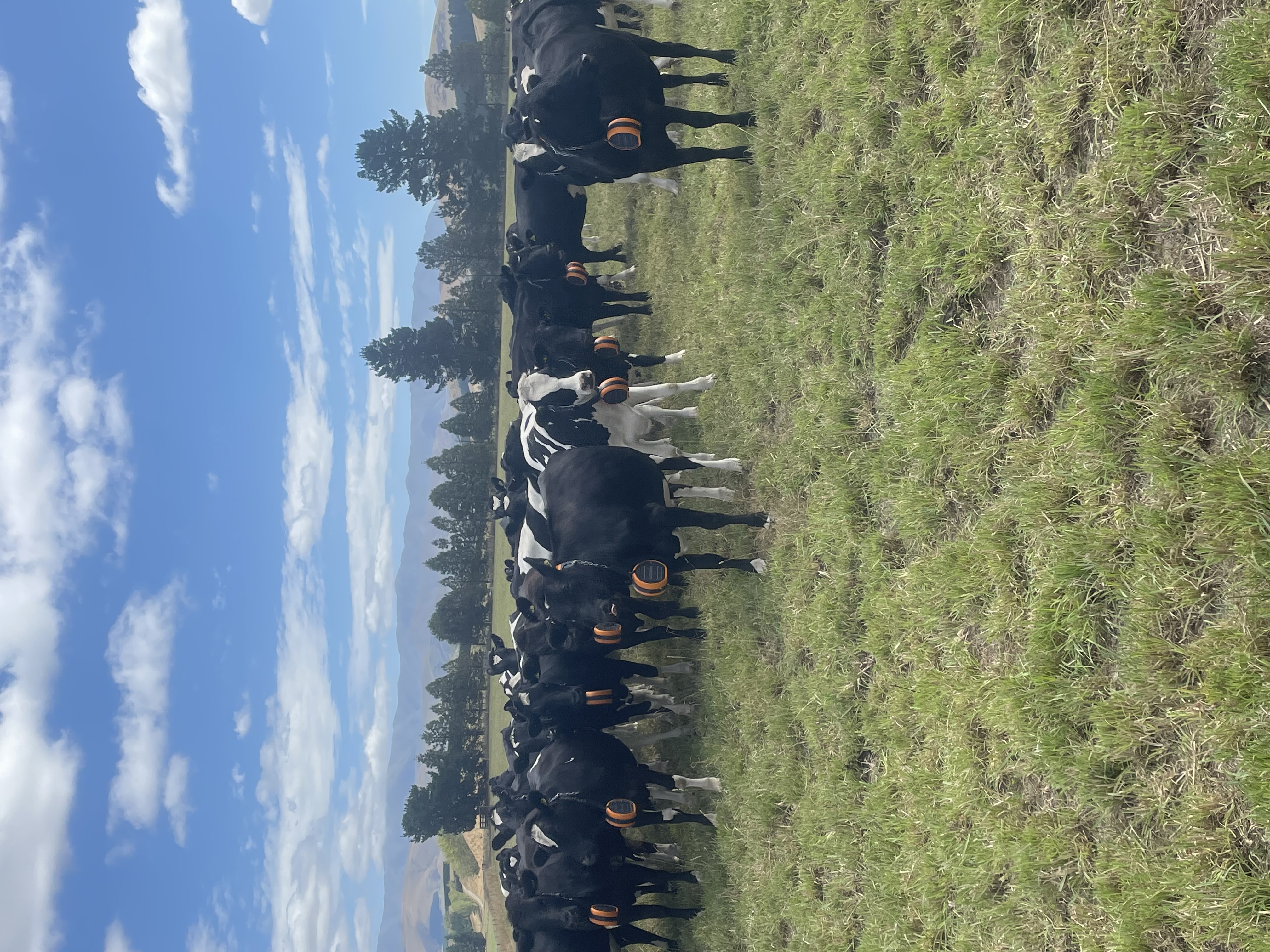 eShepherd on Farm